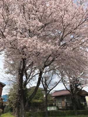 桜満開画像