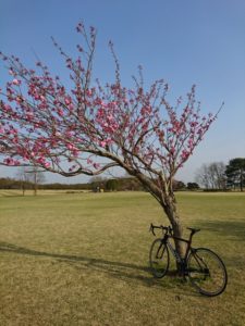 ロードバイクと梅の画像