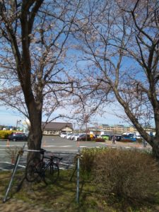 自転車置き場と桜の画像
