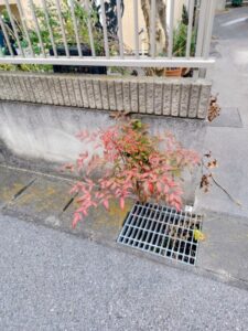 たくましい木の画像