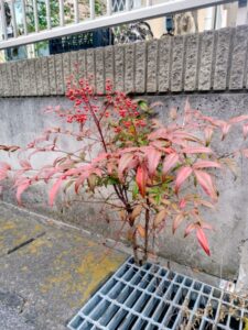 たくましい木の画像